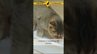 secreted by glands in your cat  stop cat spraying [upl. by Naraj]