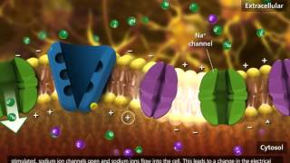 Nerve Impulse Molecular Mechanism 3D Animation [upl. by Weld561]