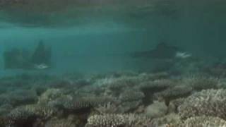 quotMaldives Velidhuquot NorthAri Atoll Shark meets Eagleray Hai trifft Adlerrochen [upl. by Ericha]