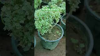 Aralia plant सर्दियों में नहीं लेना चाहिए aralia [upl. by Nicolle273]