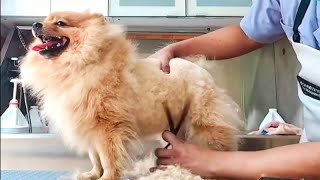 How to Groom a Pomeranian Dog  Teddy Bear Style  Pet Grooming TV [upl. by Aikemaj]