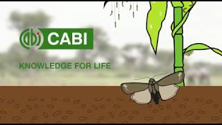 Fall armyworm life cycle and damage to Maize and Poaceae family crops [upl. by Schacker597]