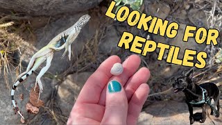 Looking For Desert Reptiles 🌵 First Arizona Herping Video of 2024 Searching For Snakes amp Lizards [upl. by Aihsoj]