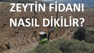 Zeytin fidanı nasıl dikilir [upl. by Tilly]