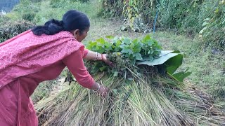 आज फसल की कटाई हुई। 🌾 [upl. by Emera462]