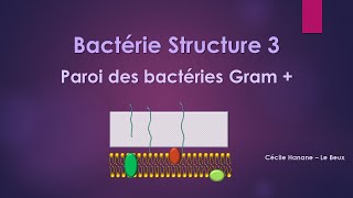 Bactérie Structure 3 COLORATION de GRAMPAROI des BACTERIES GRAM PLUS  sans musique de fond [upl. by Adnama]