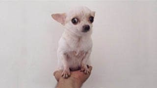 Teacup Chihuahua full grown in the hand   Chihuahua de Bolsillo Adulto en la Palma de la Mano [upl. by Wasson]