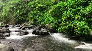 Relax to the Sound of Flowing Water in Forest for Stress Relief Natural Mountain River for Sleep [upl. by Anilrac644]