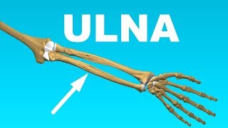 Ulna Anatomy  Forearm Bones 5 [upl. by Ynos]