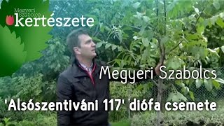 Juglans regia Alsószentiváni 117 diófa oltvány [upl. by Henrietta]