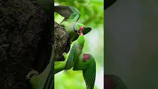 Alexandrine parakeet  Alexandrine parakeet Fighting for a birds nest  parrot vairalshort [upl. by Esihcoc284]