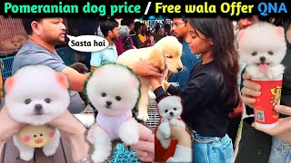 Pomeranian dog price l Free wala offer QNA  cute funny dog video  dog Market full address viral [upl. by Ursas17]