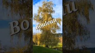 Vivaldi Lautomne automne bouleau [upl. by Andy]