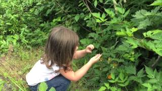 Salmon berry picking Valdez Alaska [upl. by Akeemaj359]