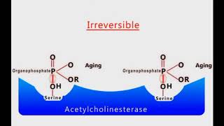 Organophosphate Poisoning animation [upl. by Christabella]