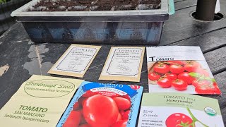 Sowing fall tomato seeds [upl. by Arreyt]