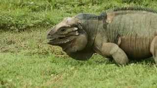 Rhinoceros Iguana Cyclura cornuta [upl. by Jocelyne]