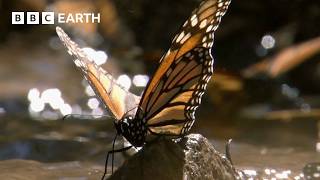 A Breathtaking Swarm of 100 Million Butterflies  Earths Great Seasons  BBC Earth [upl. by Annoval140]