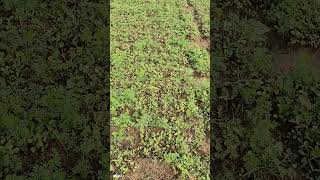 Maitriherbicide agriculturelife [upl. by Balthazar]