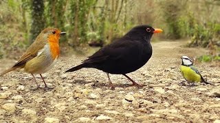 Videos for Dogs to Watch  Birds on The Cobbles [upl. by Niletak]