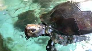 Tortoise In The Pond Fish Arapaima Amazonian Predator [upl. by Schreib466]