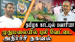 Tiger Poaching  Mudumalai tiger reserve  Bawaria gang kills 11 tigers in a month in Ooty [upl. by Oicelem]