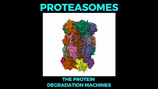 Proteasomes  the protein degradation machines [upl. by Neelrac]