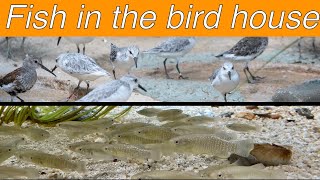 Touring the National Zoo’s aviary wetlands exhibit [upl. by Winstonn]