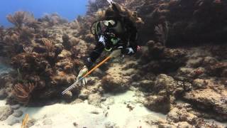 Ambassador Divers PADI Lionfish distinctive specialty [upl. by Mallorie]