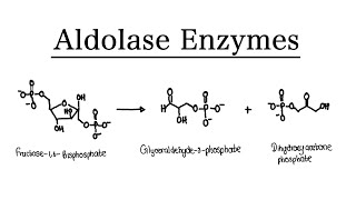 What are Aldolase Enzymes  MCAT Biochemistry  Foundational [upl. by Cate]