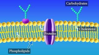 Cell Membrane Structure and Function [upl. by Allac]