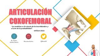 Anatomía  Articulación Coxofemoral Superficies Articulares Cápsula y Ligamentos Movimientos [upl. by Nerual]