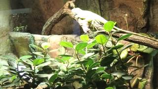 67 Brachylophus bulabula Fiji Branded Iguana Fidschileguan Aquarium Berlin 2017 [upl. by Liederman568]