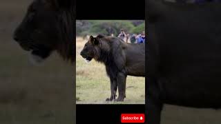 Is the black lion real animalvideos [upl. by Hiller283]