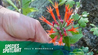 Species Spotlight Halls monardella [upl. by Haisej252]