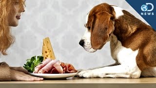 Can Dogs Eat People Food [upl. by Audri]