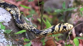 Rasgos de la Serpiente Cazadora o Granadilla  TvAgro por Juan Gonzalo Angel [upl. by Vacla]