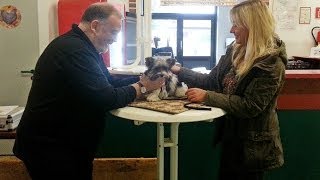 Hund auf Ausstellung BiewerYorkshireTerrier [upl. by Collis]