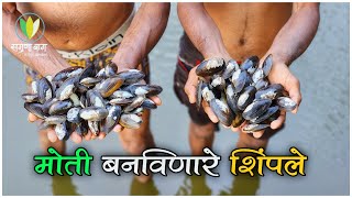 सगुणा बागेत आणला शिंपल्यांचा ढीग Pearl Farming In Sagunabaug [upl. by Arutnev592]