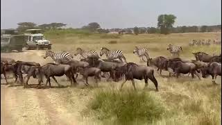 Wildebeest Migration in Serengeti National Park [upl. by Stern]