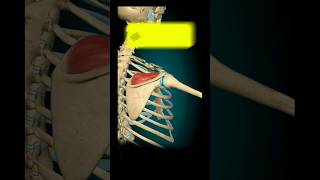 Supraspinatus Muscle Function youtubeshorts ytshorts youtube muscle anime [upl. by Air]