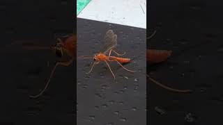 Backyard bug hunt  ichneumon wasp [upl. by Tselec]