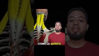 Causas del dolor cervical greenscreen anatomia mexico medicina dolor cervical rehabilitación [upl. by Sllew572]