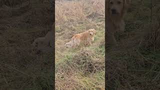 Off Leash with a Ball dog goldenretriever pasture [upl. by Carline]