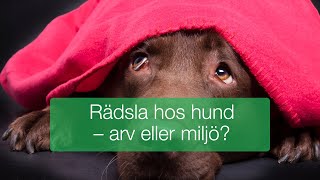 Rädsla hos hund  arv eller miljö [upl. by Fernandina713]