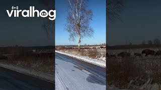 Herd of European Bison Crossing the Street  ViralHog [upl. by Lejna312]