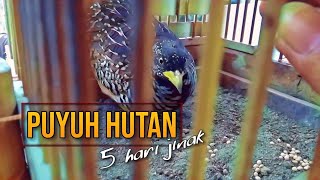 Puyuh Hutan Tangkapan Liar 5 Hari Sudah Jinak [upl. by Lebna]