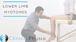 Lower Limb Myotomes  Clinical Physio [upl. by Roshan]