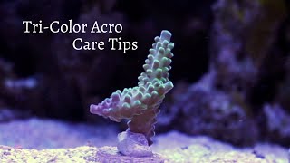 TriColor Acropora Care Tips [upl. by Fred]