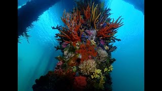 Busselton jetty diving [upl. by Ekul34]